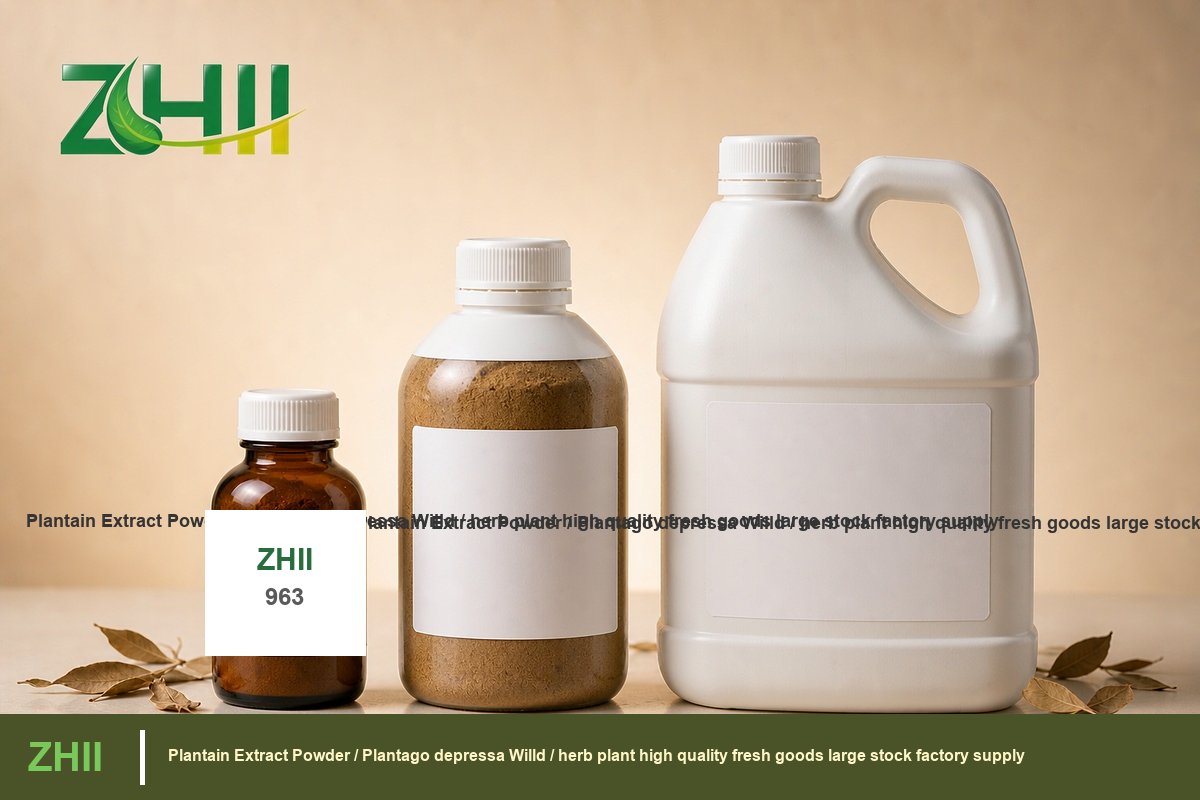 Plantain Extract Powder / Plantago depressa Willd / herb plant high quality fresh goods large stock factory supply - ZHI