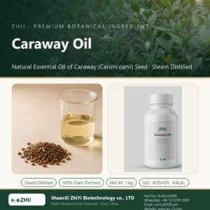 Caraway Oil liquid extract in laboratory beaker - ZHII Plant Extracts by ShaanXi ZhiYi Biotechnology