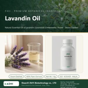 Lavandin Oil liquid extract in laboratory beaker - ZHII Plant Extracts by ShaanXi ZhiYi Biotechnology