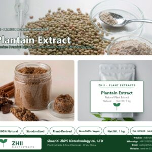 Plantain Extract Powder / Plantago depressa Willd / herb plant high quality fresh goods large stock factory supply natural botanical extract powder - ZHII ShaanXi ZhiYi Biotechnology supplier