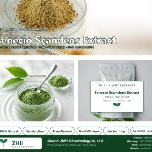 Senecio Scandens Extract/Climbing Groundsel Herb Extract natural botanical extract powder - ZHII ShaanXi ZhiYi Biotechnology supplier